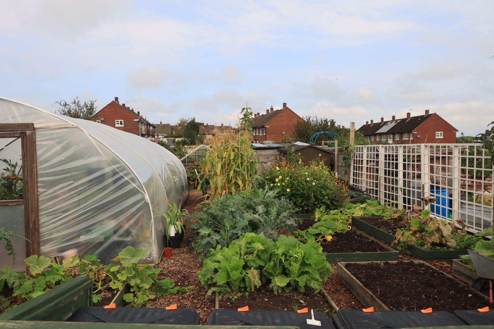 Urban allotment site in the UK showing vegetable plots and raised beds, relevant to the allotment waiting list UK crisis